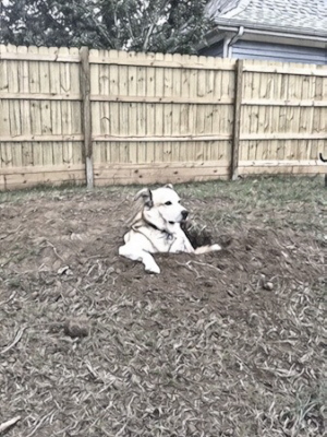 Собака сидящая в яме